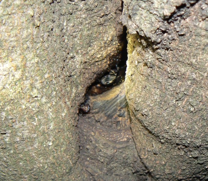 シラカシ_洞に潜むコクワガタ or ヒラタクワガタ_200910